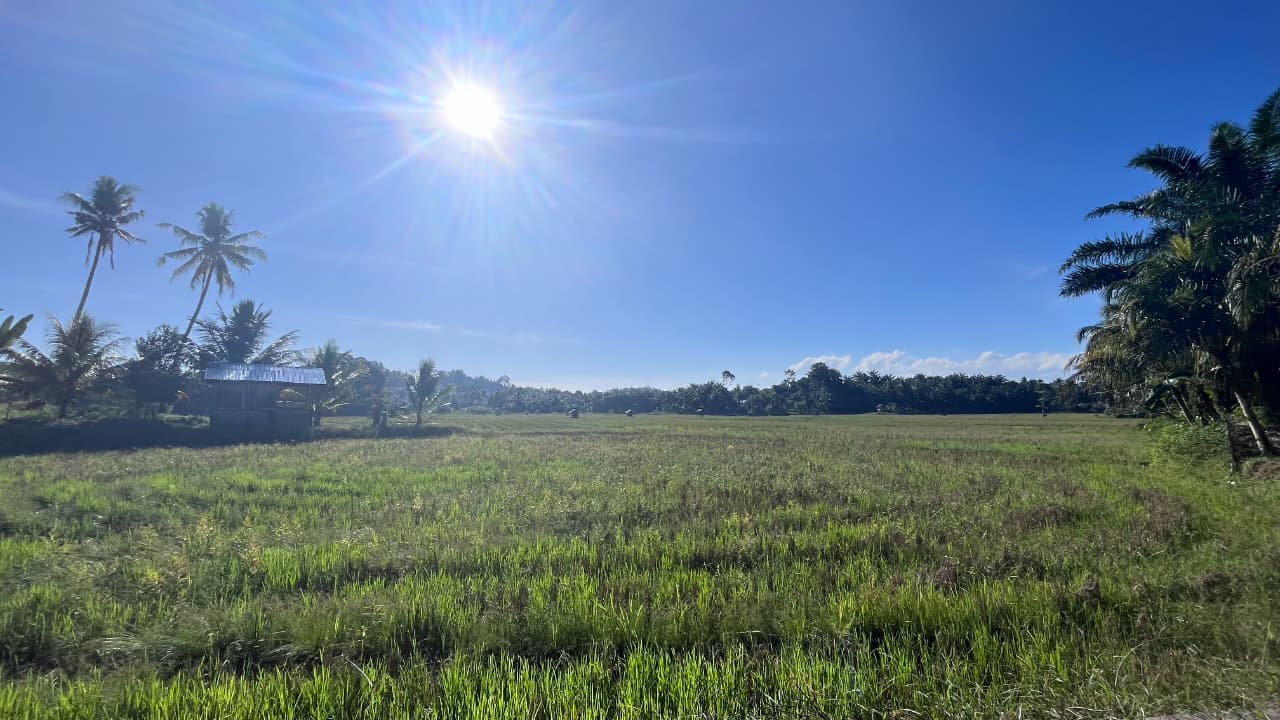 Persawahan