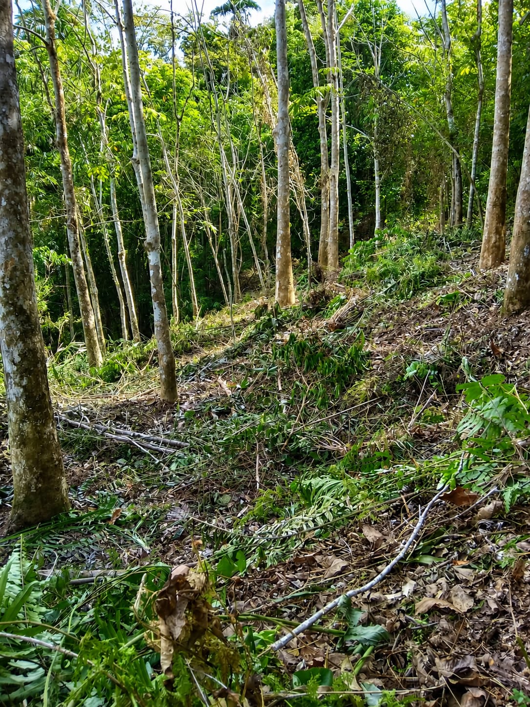 Perkebunan Karet